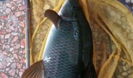 重庆爆料大鲤鱼视频最新,视频曝光引发社会关注