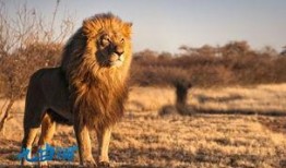 狮子最新爆料,娱乐圈背后的惊人真相