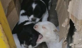 狗崽爆料视频大全最新,揭秘娱乐圈幕后真相