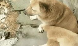 狗崽爆料视频大全最新,揭秘娱乐圈幕后真相