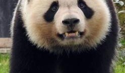 熊猫圆梦最新爆料,揭秘最新爆料背后的精彩故事